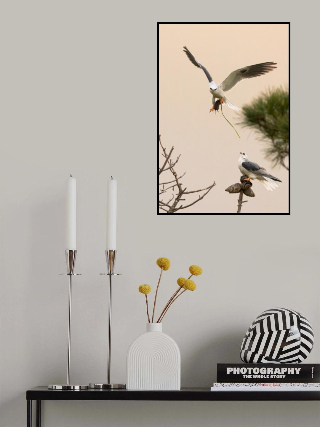 White tailed kite Poster och Canvastavla