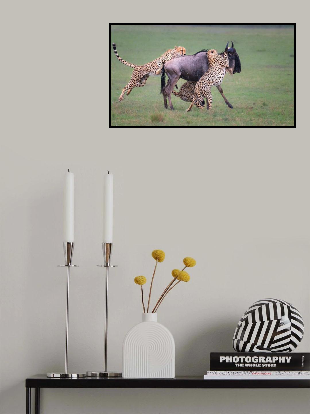 Cheetah hunting Poster och Canvastavla