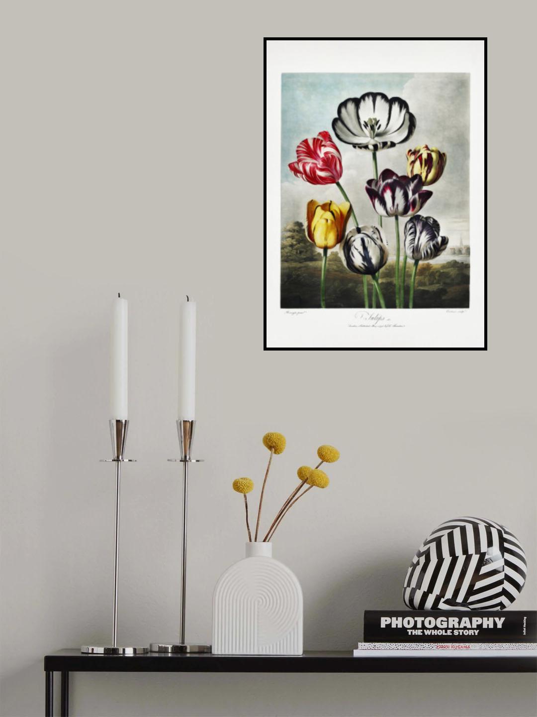 Tulips from The Temple of Flora (1807) Poster och Canvastavla