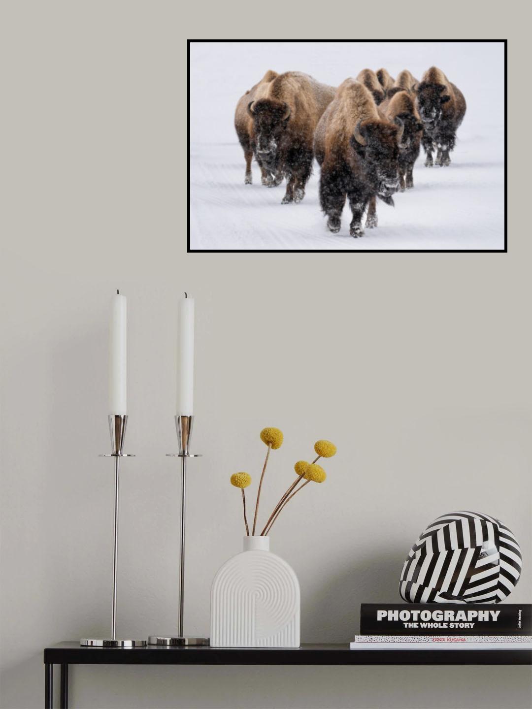 The herd Poster och Canvastavla