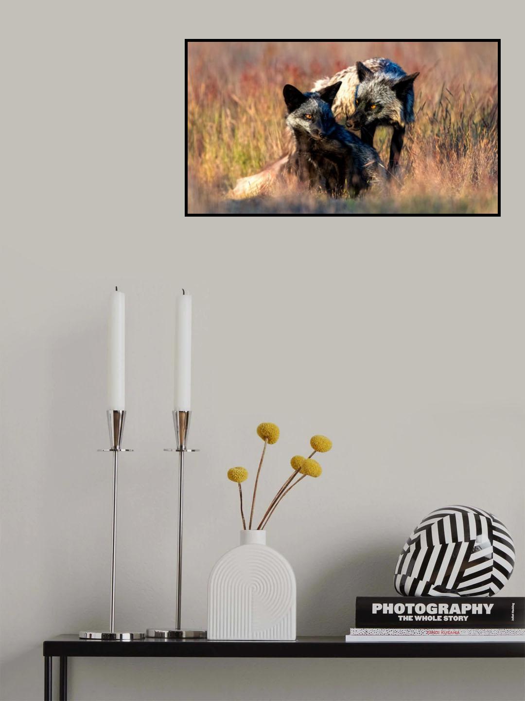 Black Foxs Poster och Canvastavla