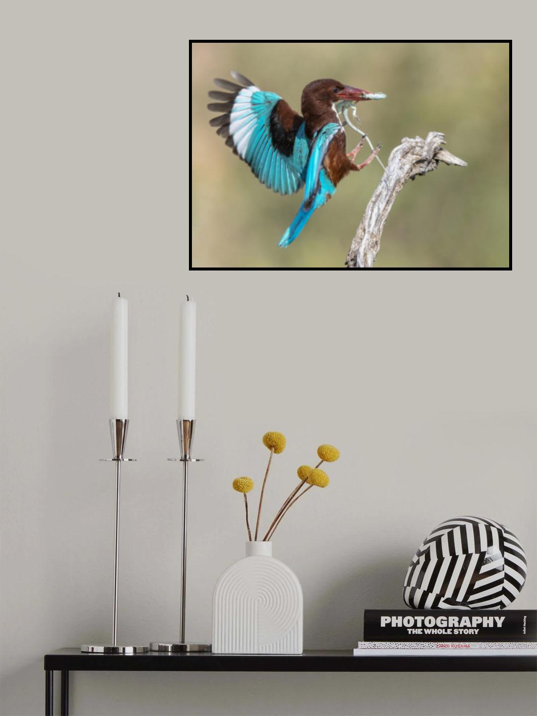 Halcyon smyrnensis Poster och Canvastavla
