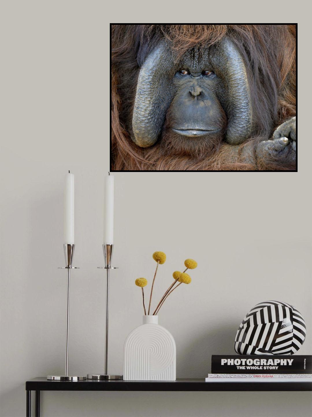 Male Orangutan China Poster och Canvastavla