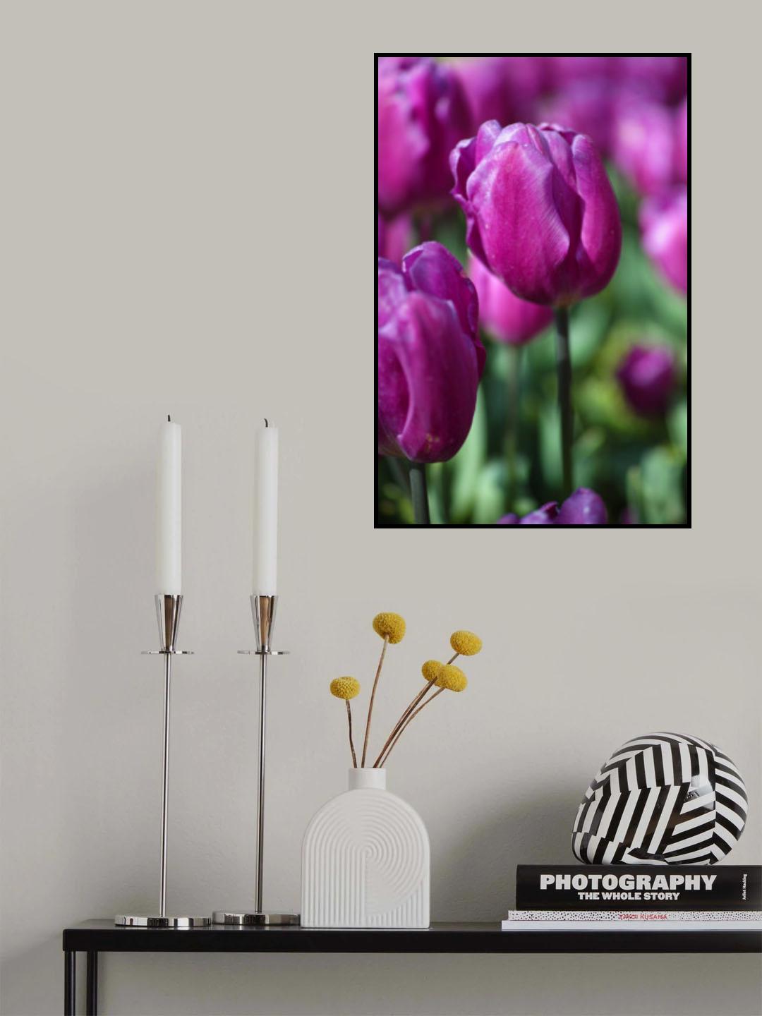 purple tulip Poster och Canvastavla