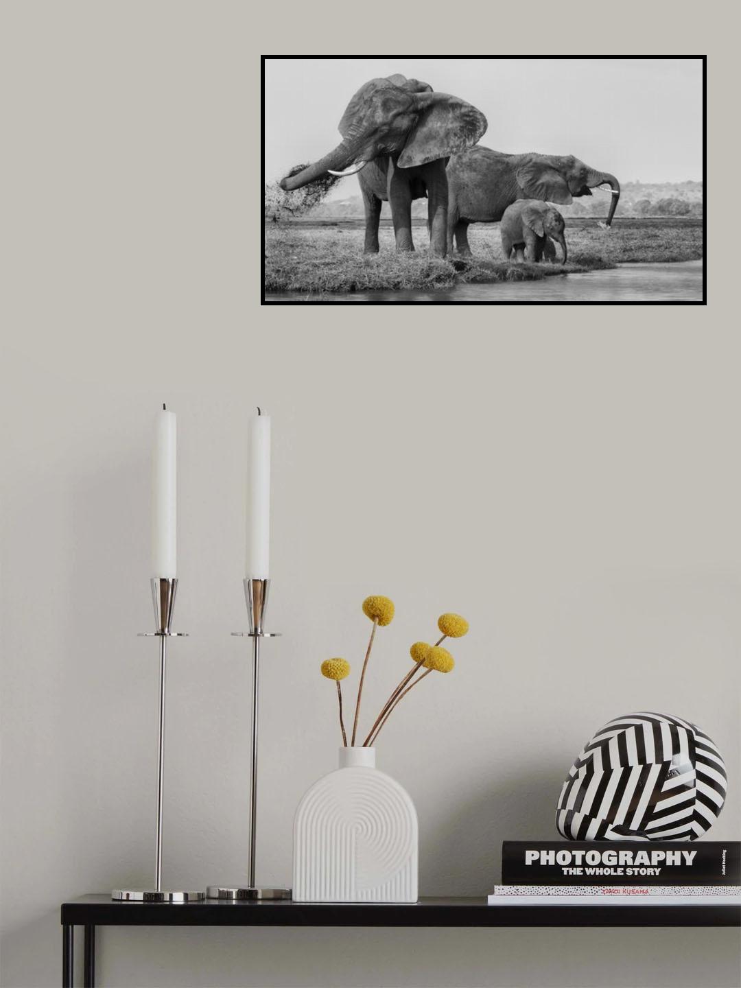 The family of elephants Poster och Canvastavla
