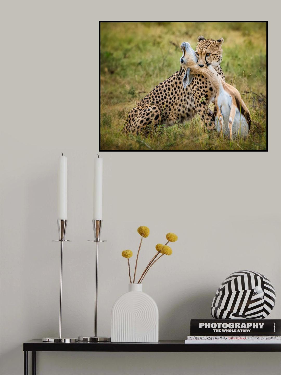 Cheetah hunting Poster och Canvastavla