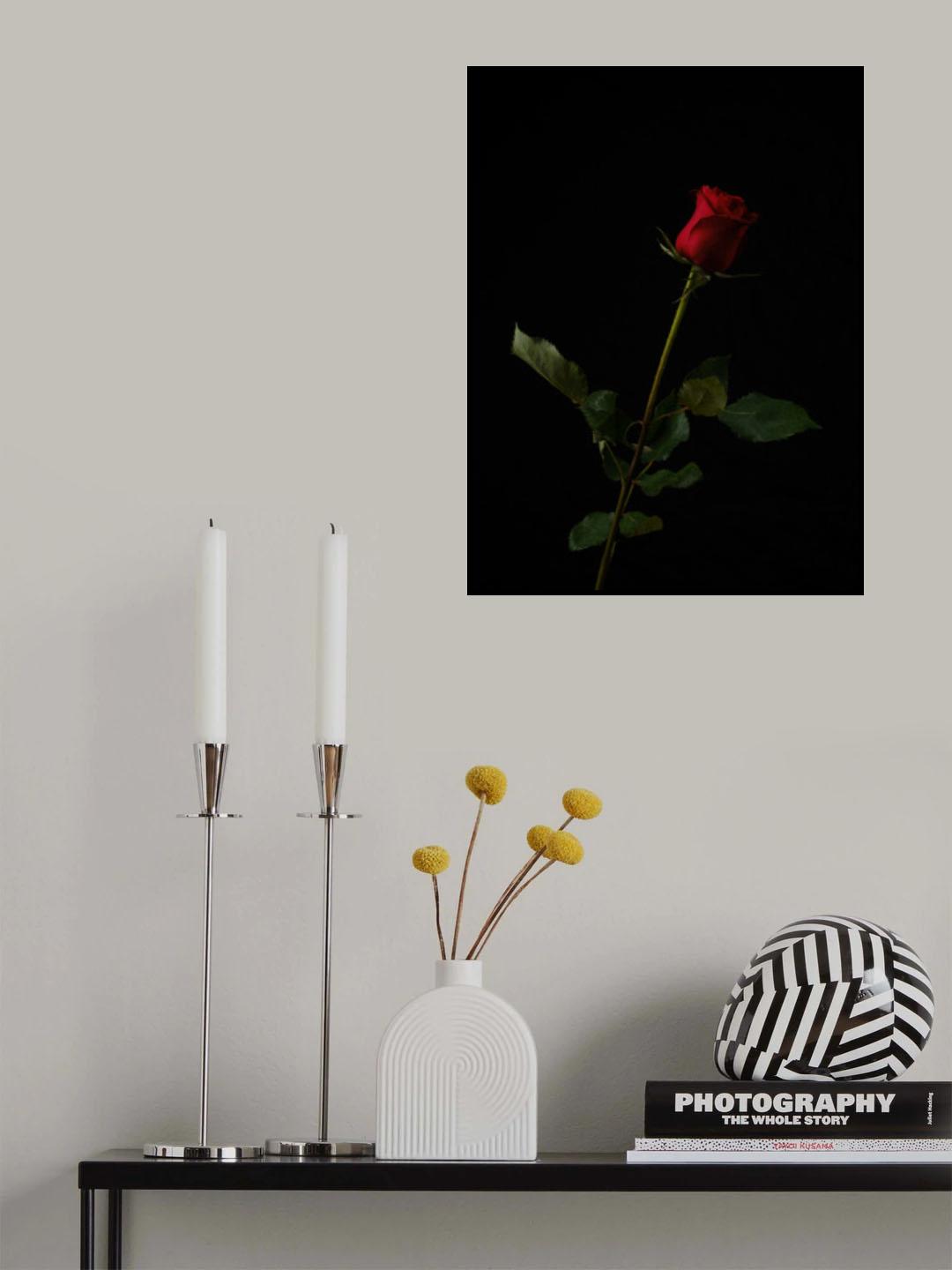 red rose isolated on black background Poster och Canvastavla