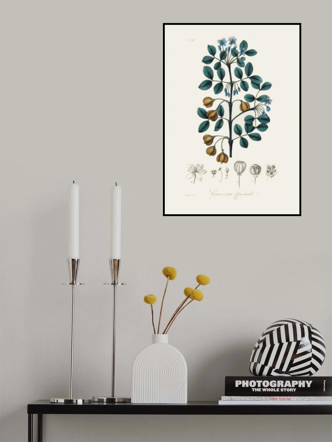 Guaiacwood (guaiacum Officinale) Medical Botany Poster och Canvastavla