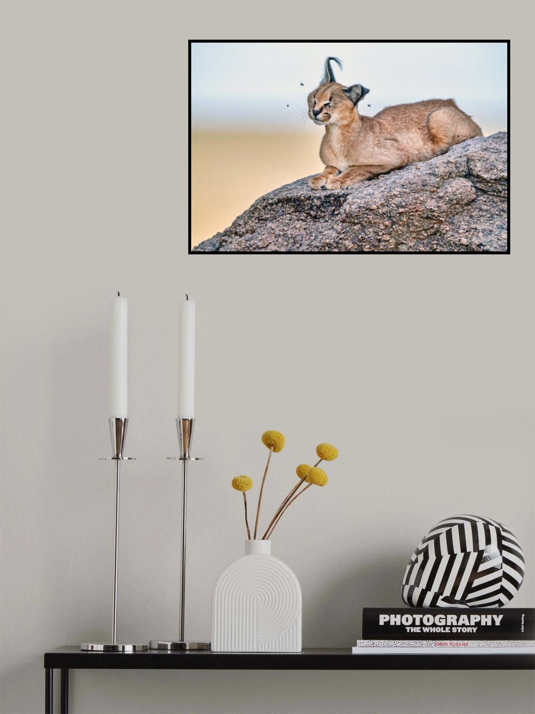 Bored by Flies! Poster och Canvastavla