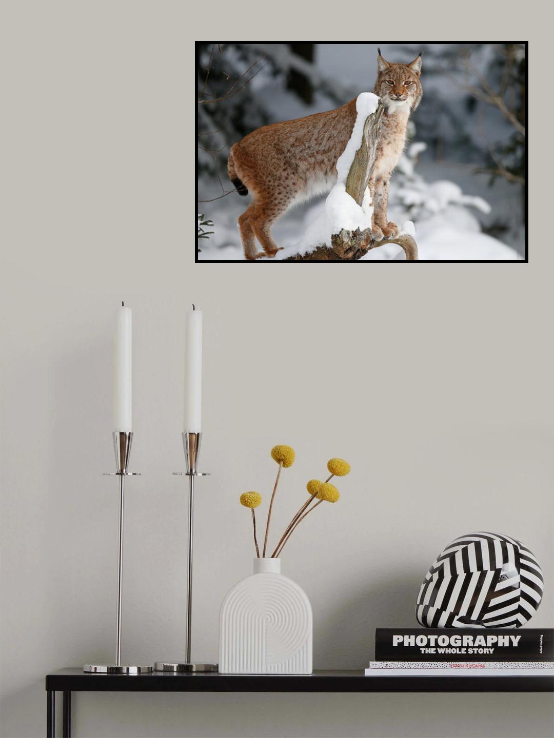 Lynx Poster och Canvastavla