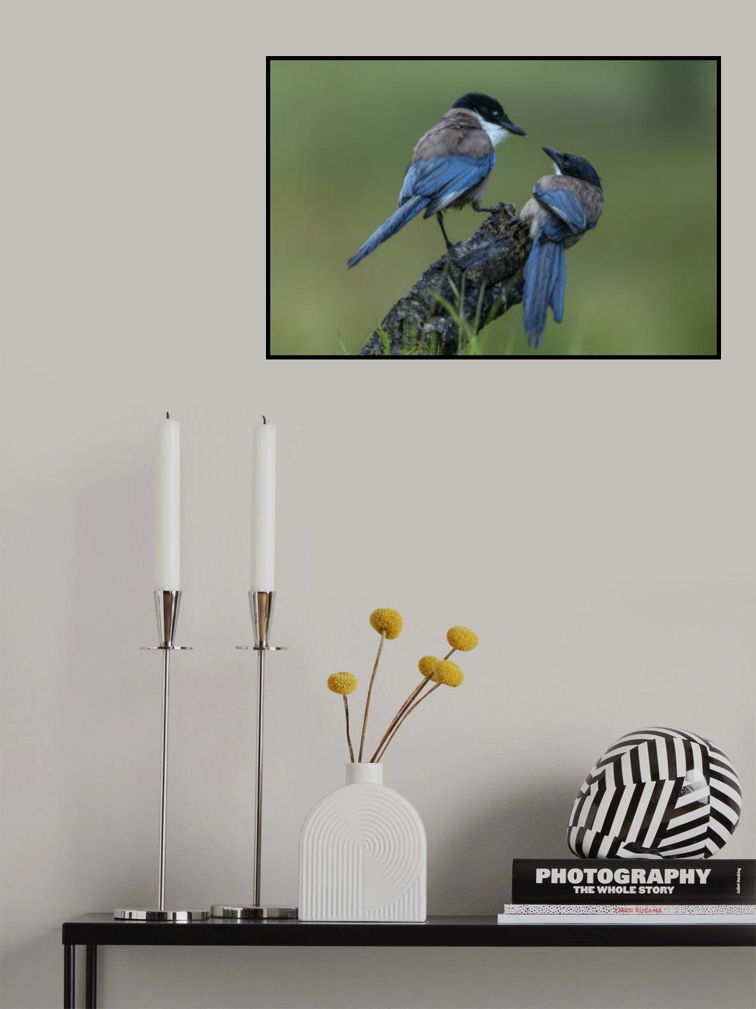 Blue Magpie Poster och Canvastavla