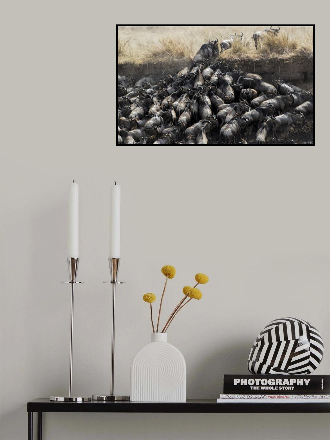 Wildebeests in Crossing Poster och Canvastavla