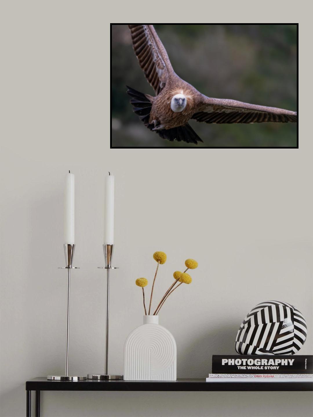 Eagle Approaching Poster och Canvastavla