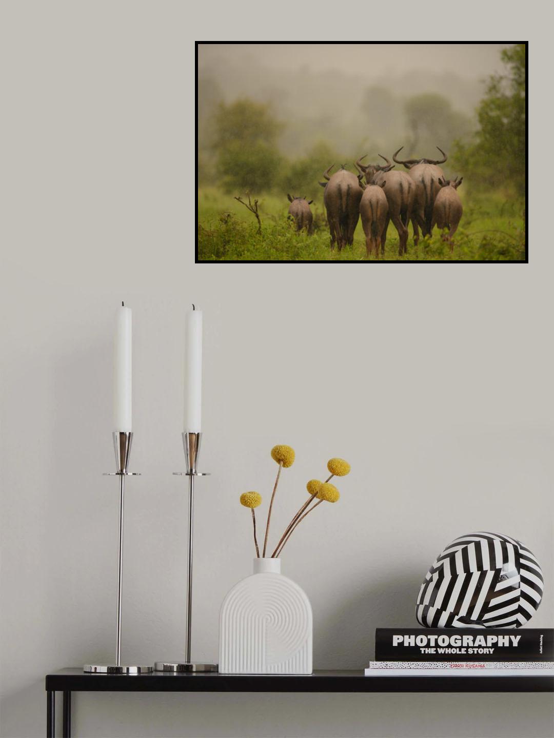 Wildebeest under the rain Poster och Canvastavla