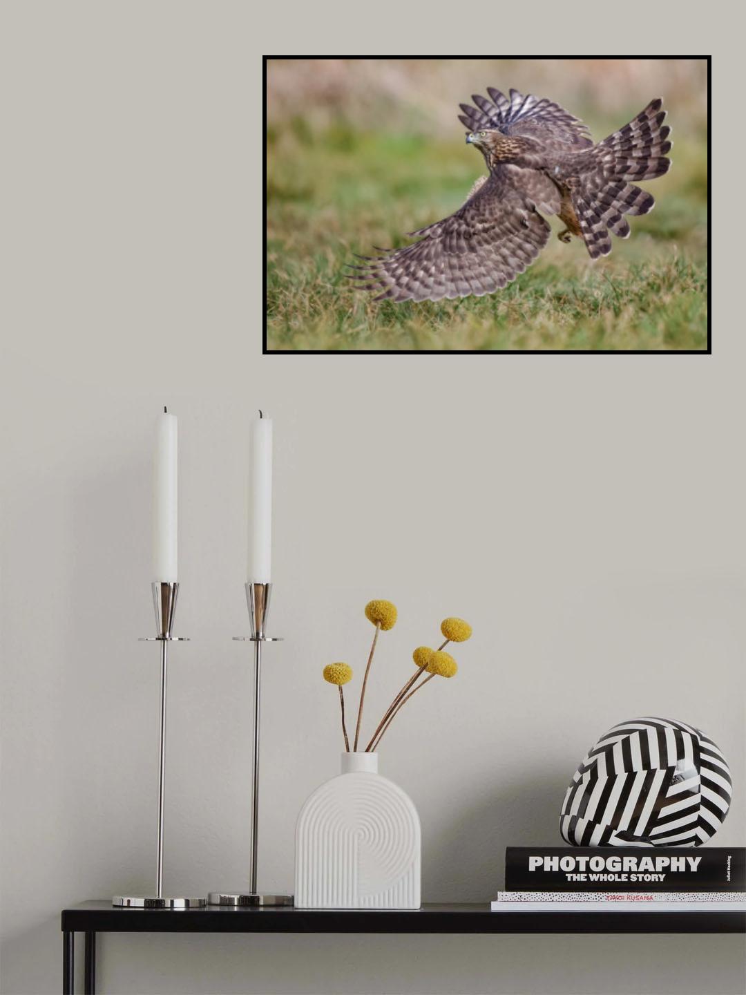 Hawk Poster och Canvastavla
