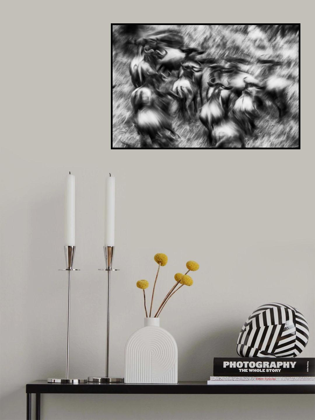 Wild Run Poster och Canvastavla