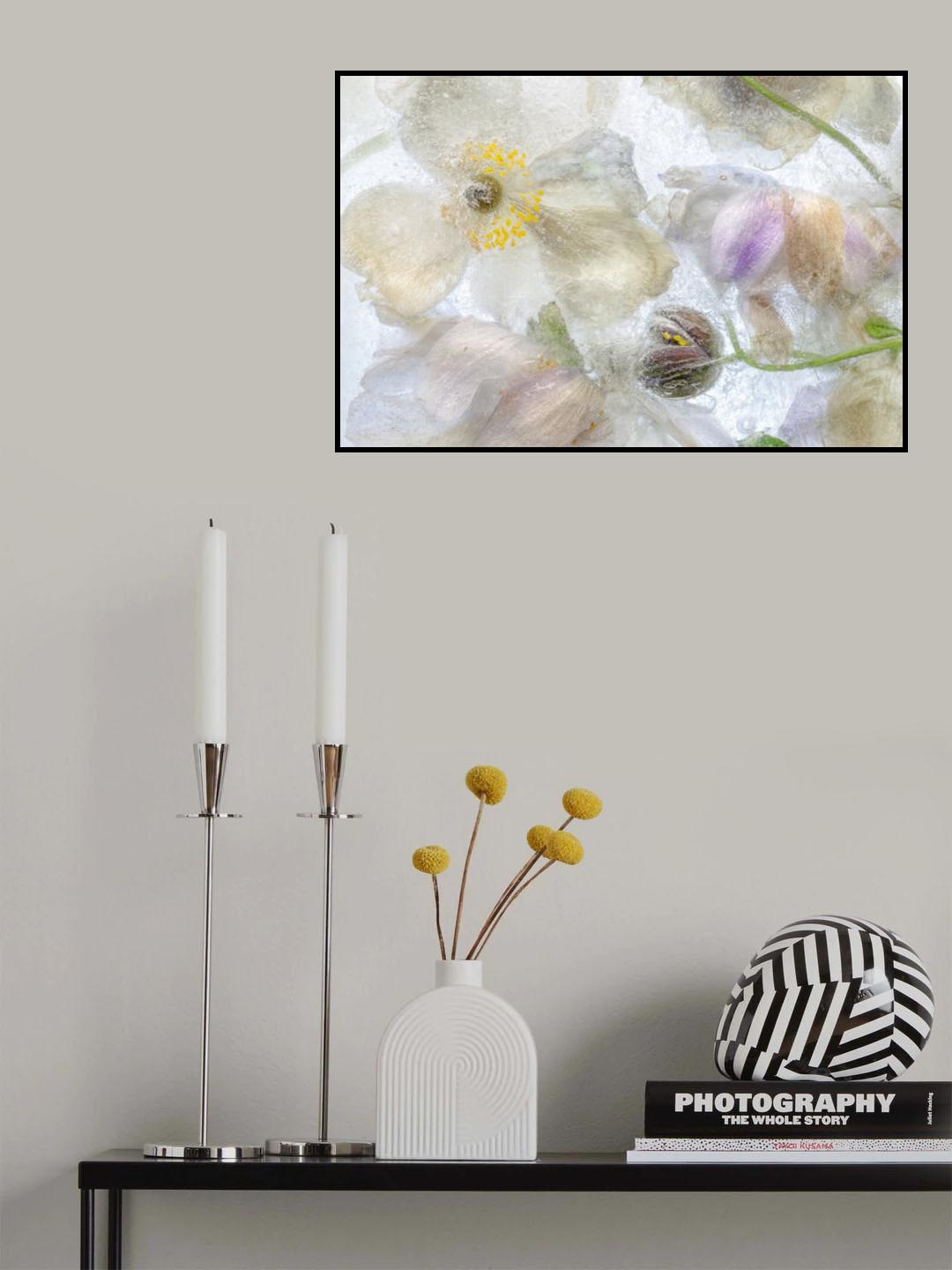 Anemone frost Poster och Canvastavla