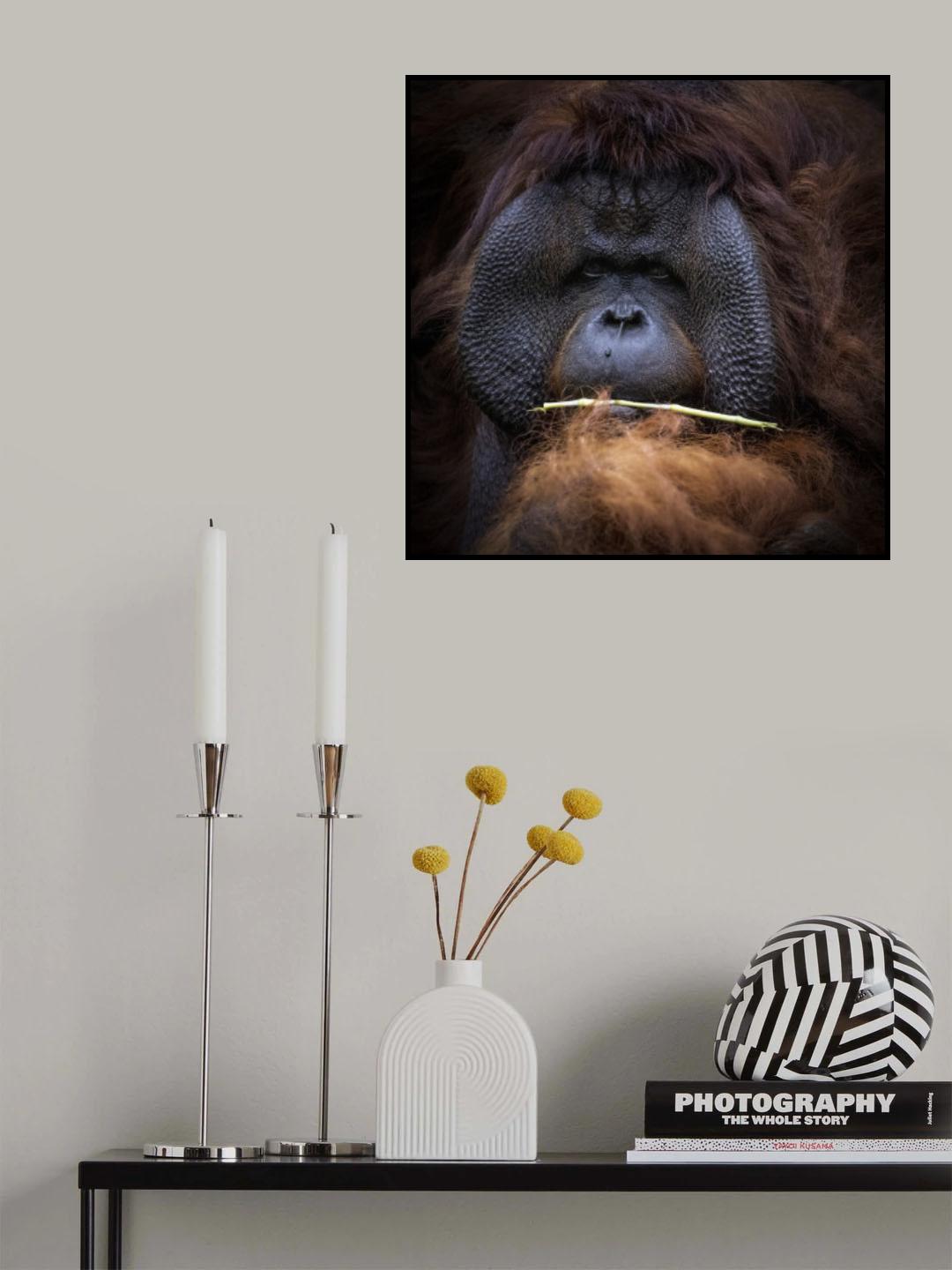 Orang Utan Poster och Canvastavla