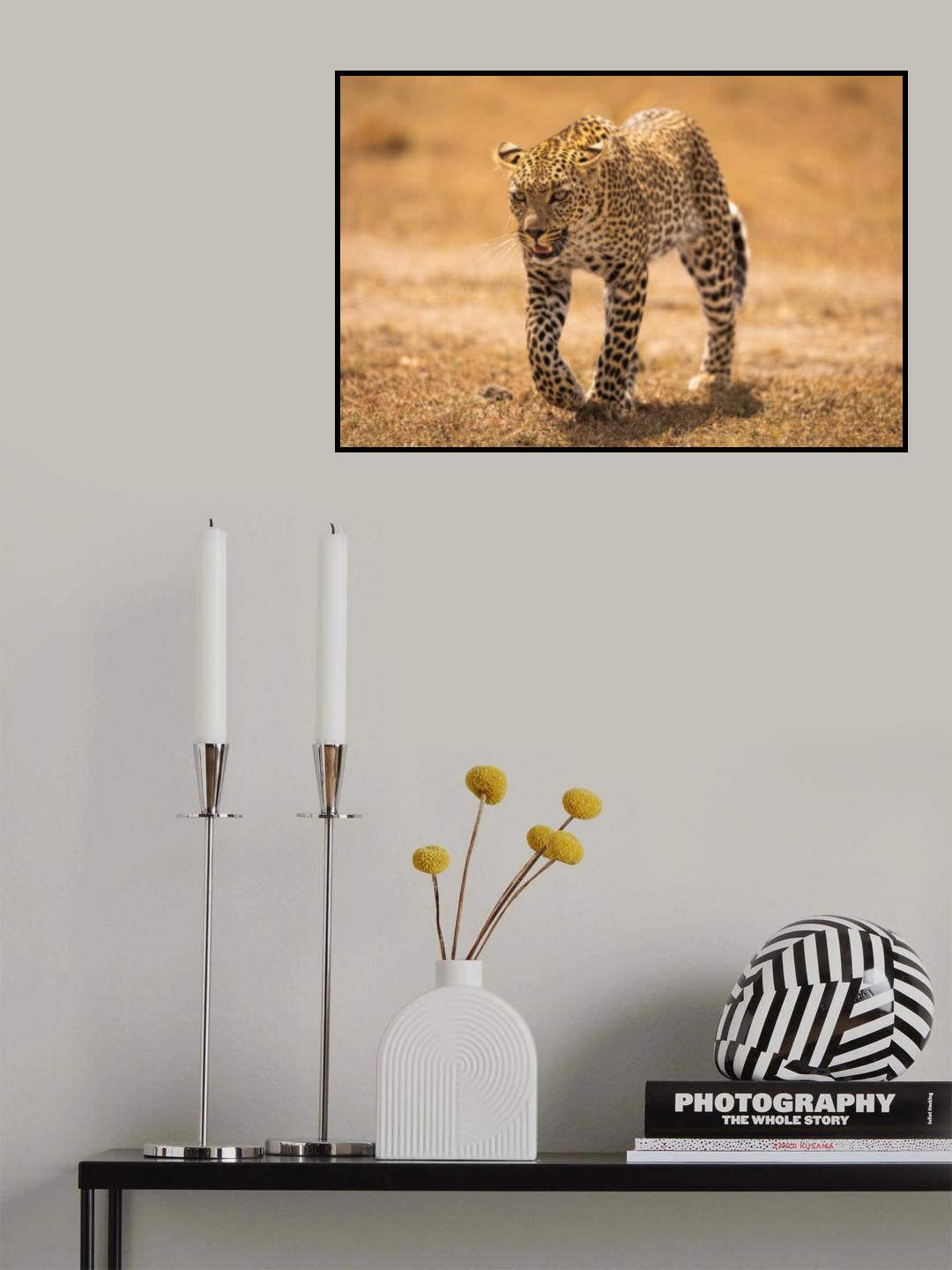 Cheetah on the prowl Poster och Canvastavla