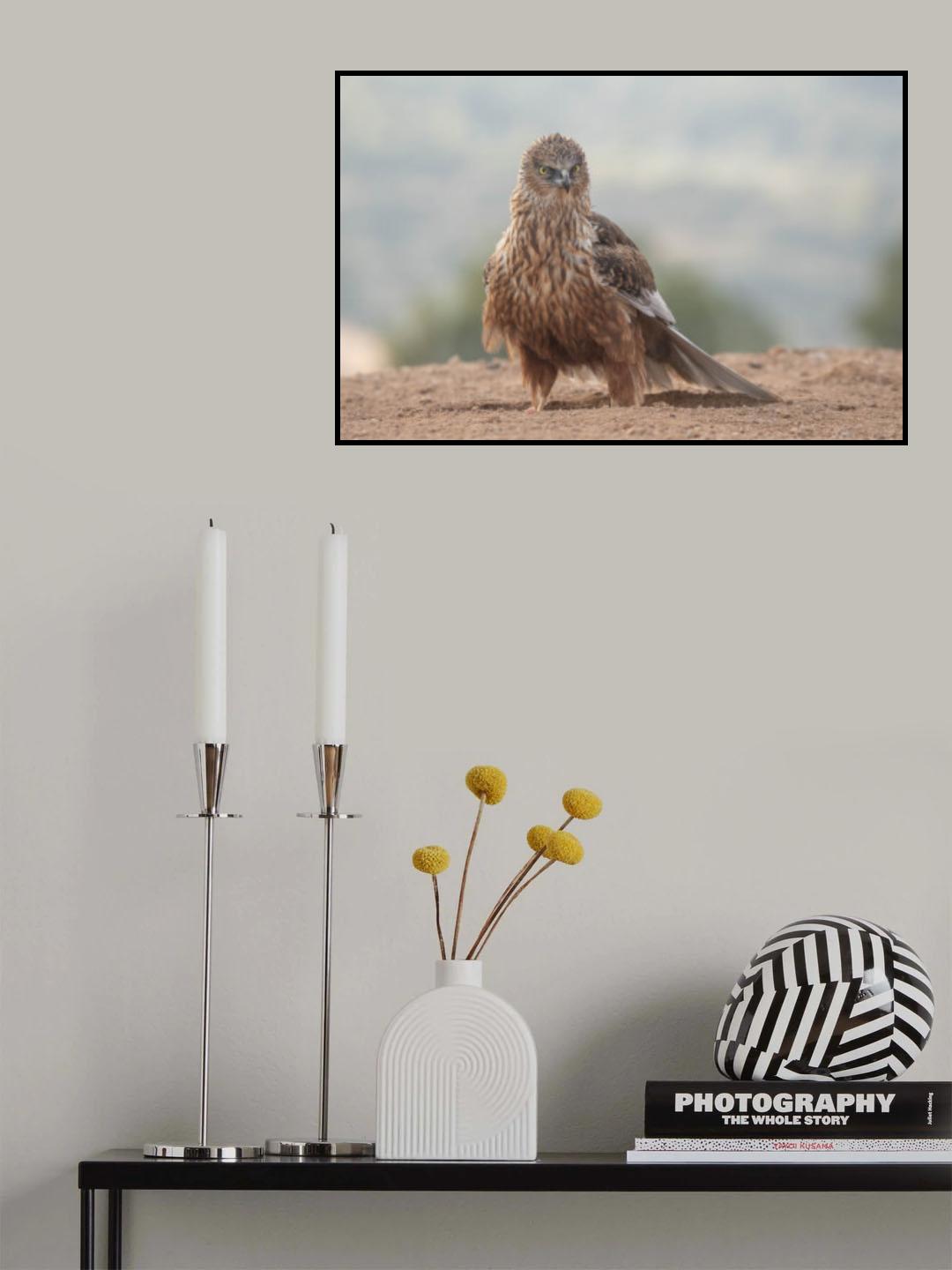 Western Marsh Harrier (Circus aeruginosus) Poster och Canvastavla