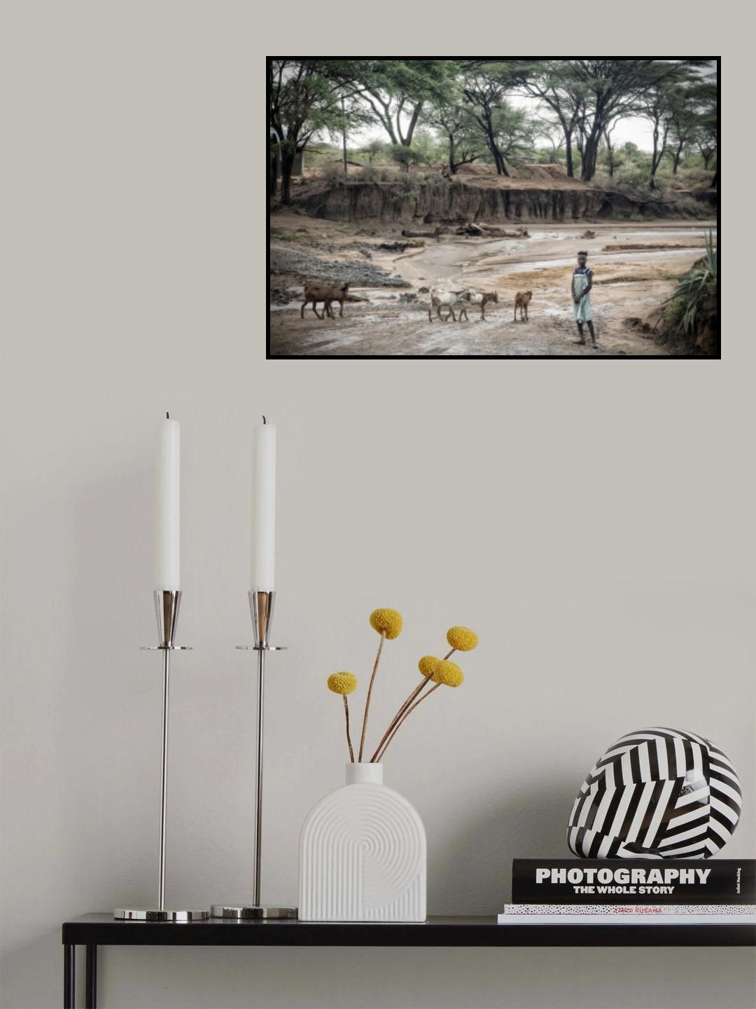 The herd. Poster och Canvastavla