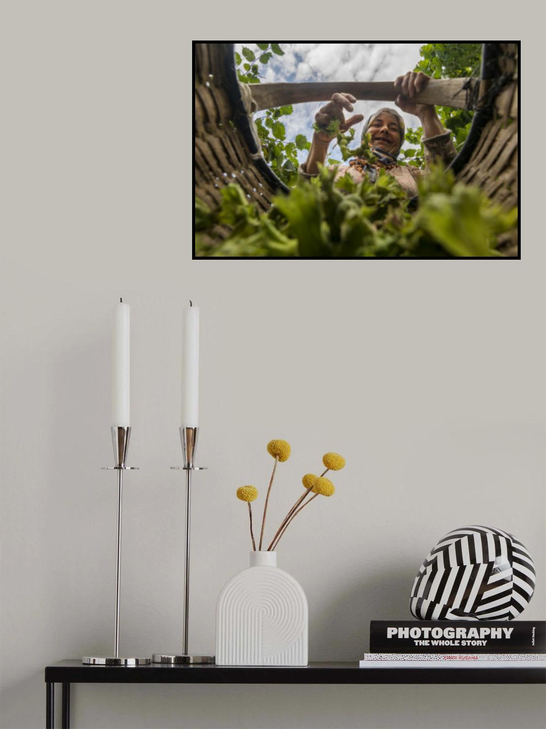nut harvest Poster och Canvastavla