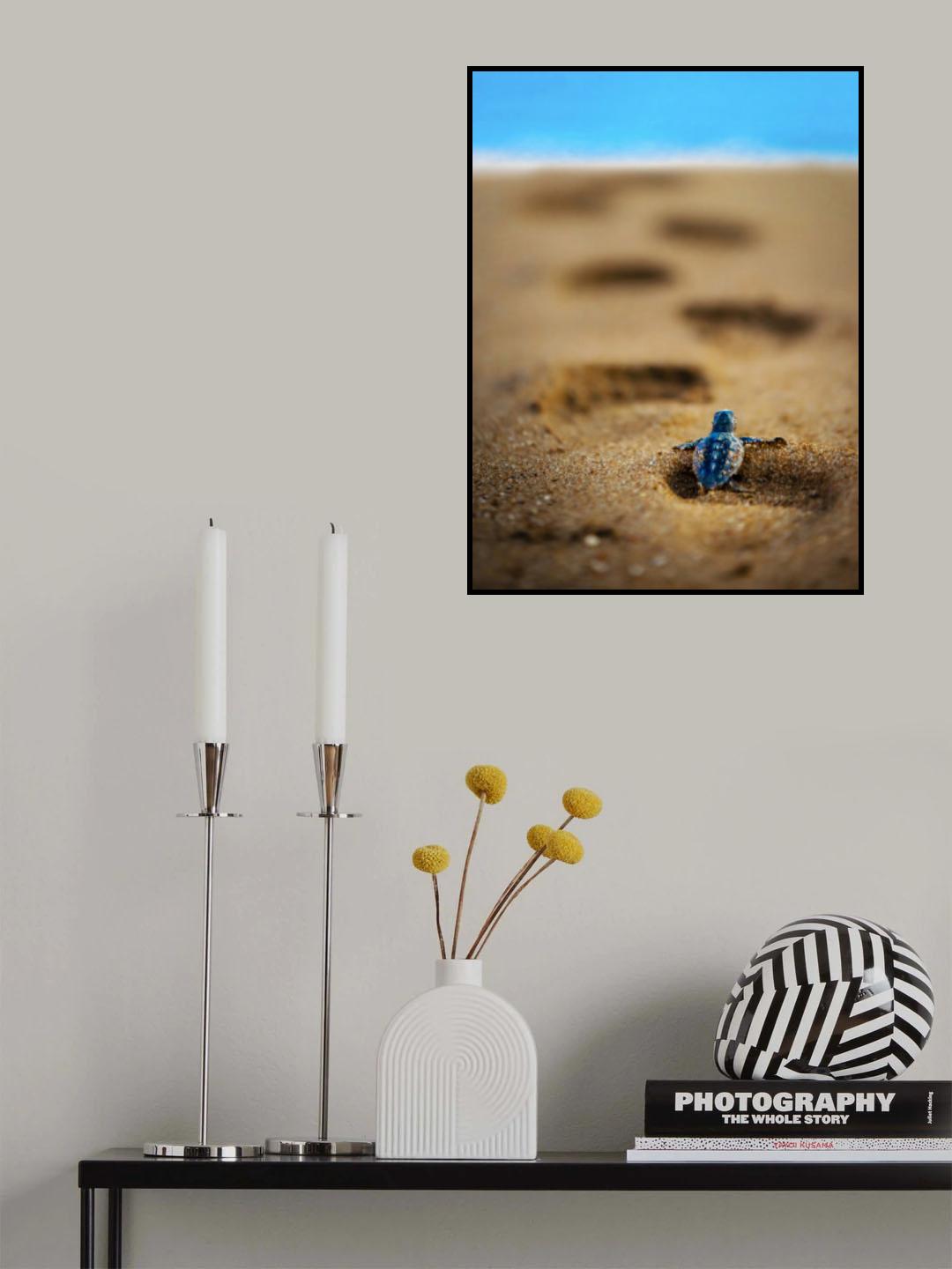 caretta caretta Poster och Canvastavla