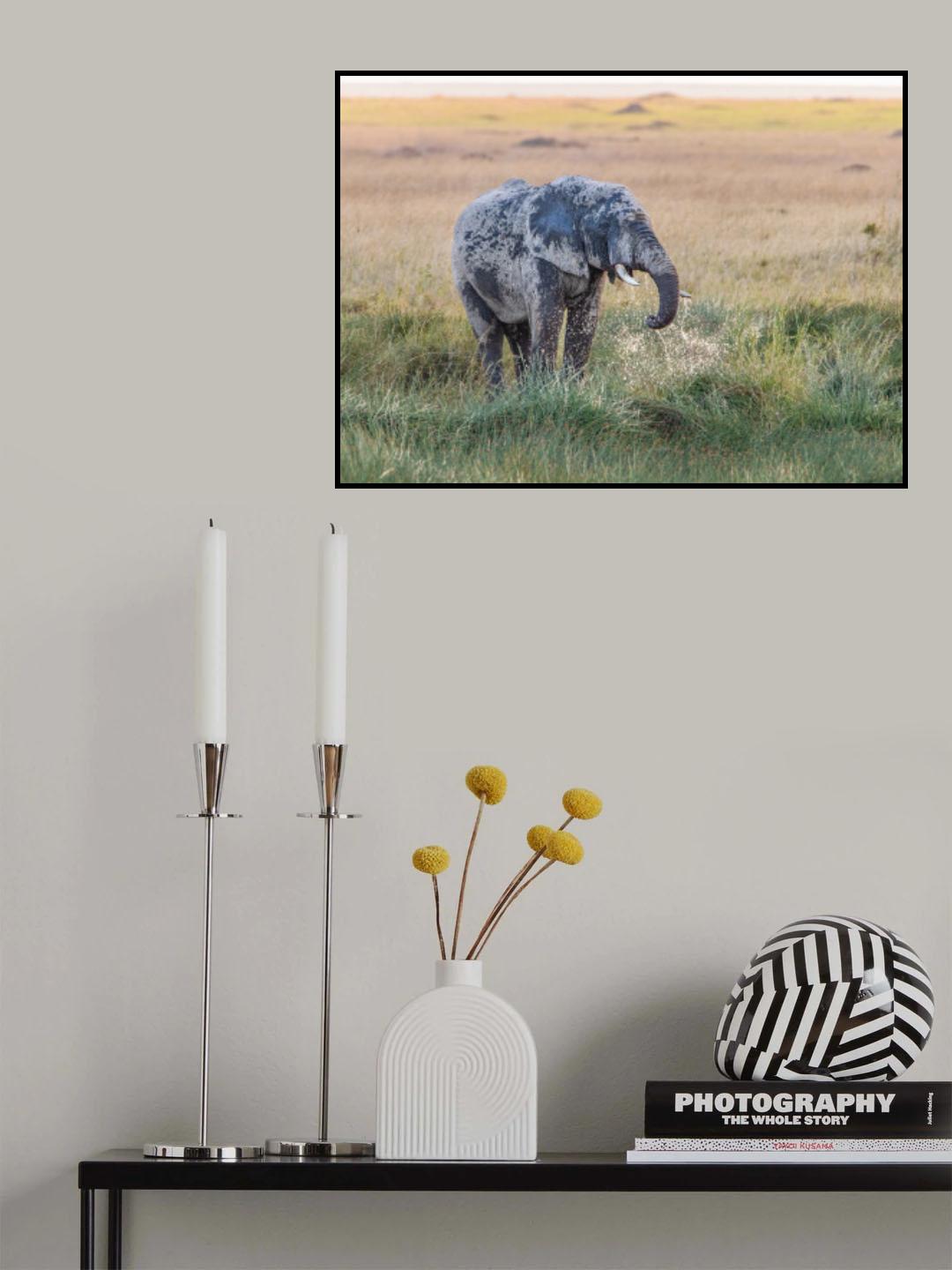 Elephant Evening Bath Poster och Canvastavla