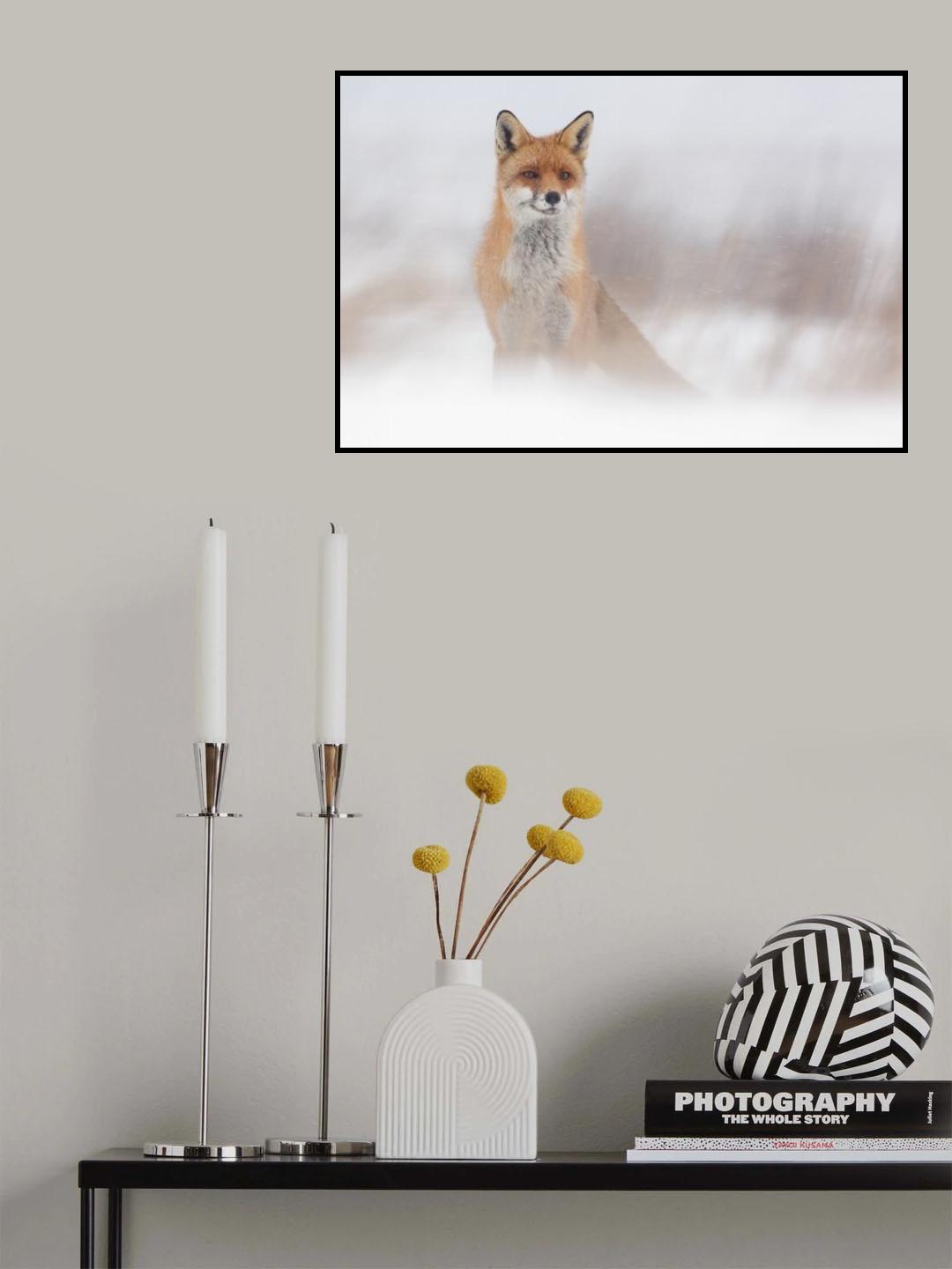 Fox in snowstorm Poster och Canvastavla