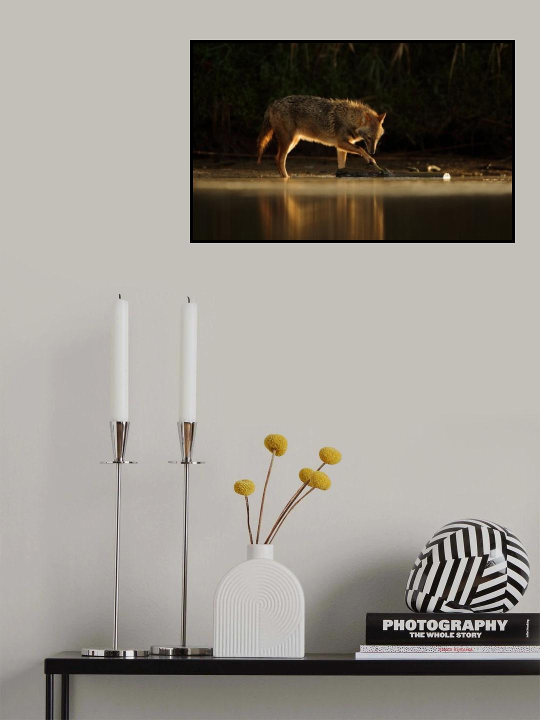 Jackal Morning Play Poster och Canvastavla
