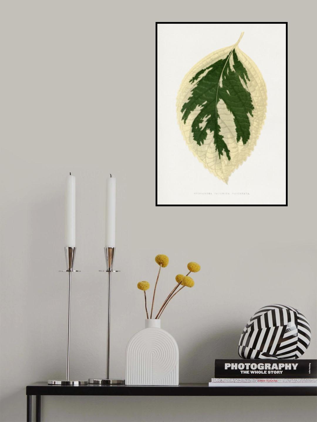 Hydrangea Japonica Variegata Leaf Illustration Poster och Canvastavla