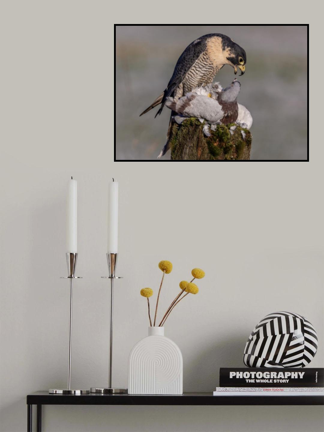 Peregrine Falcon with prey Poster och Canvastavla