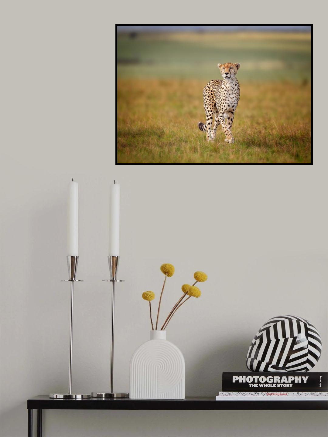 A Cruising Cheetah Poster och Canvastavla