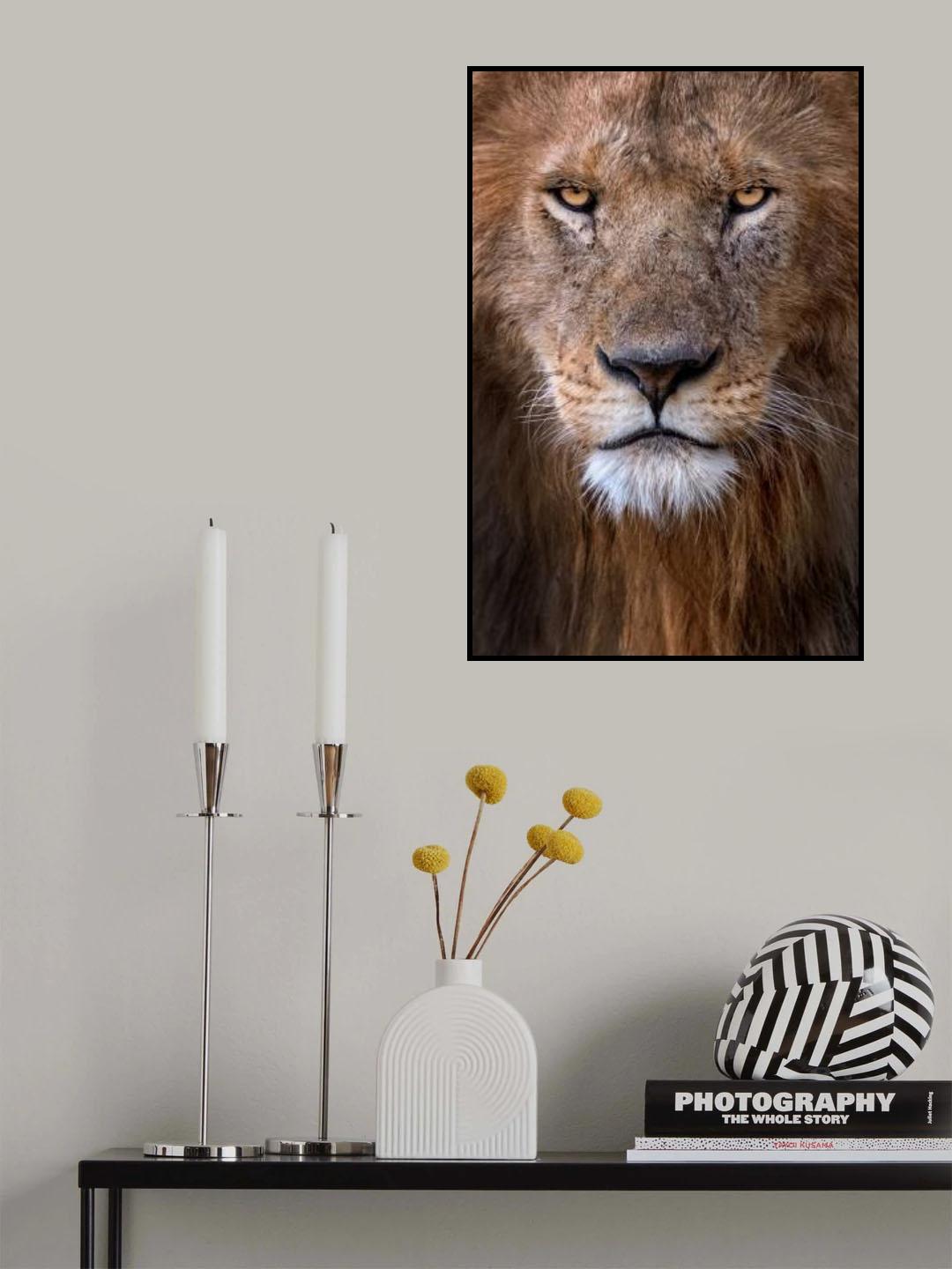 Lion Portrait Poster och Canvastavla