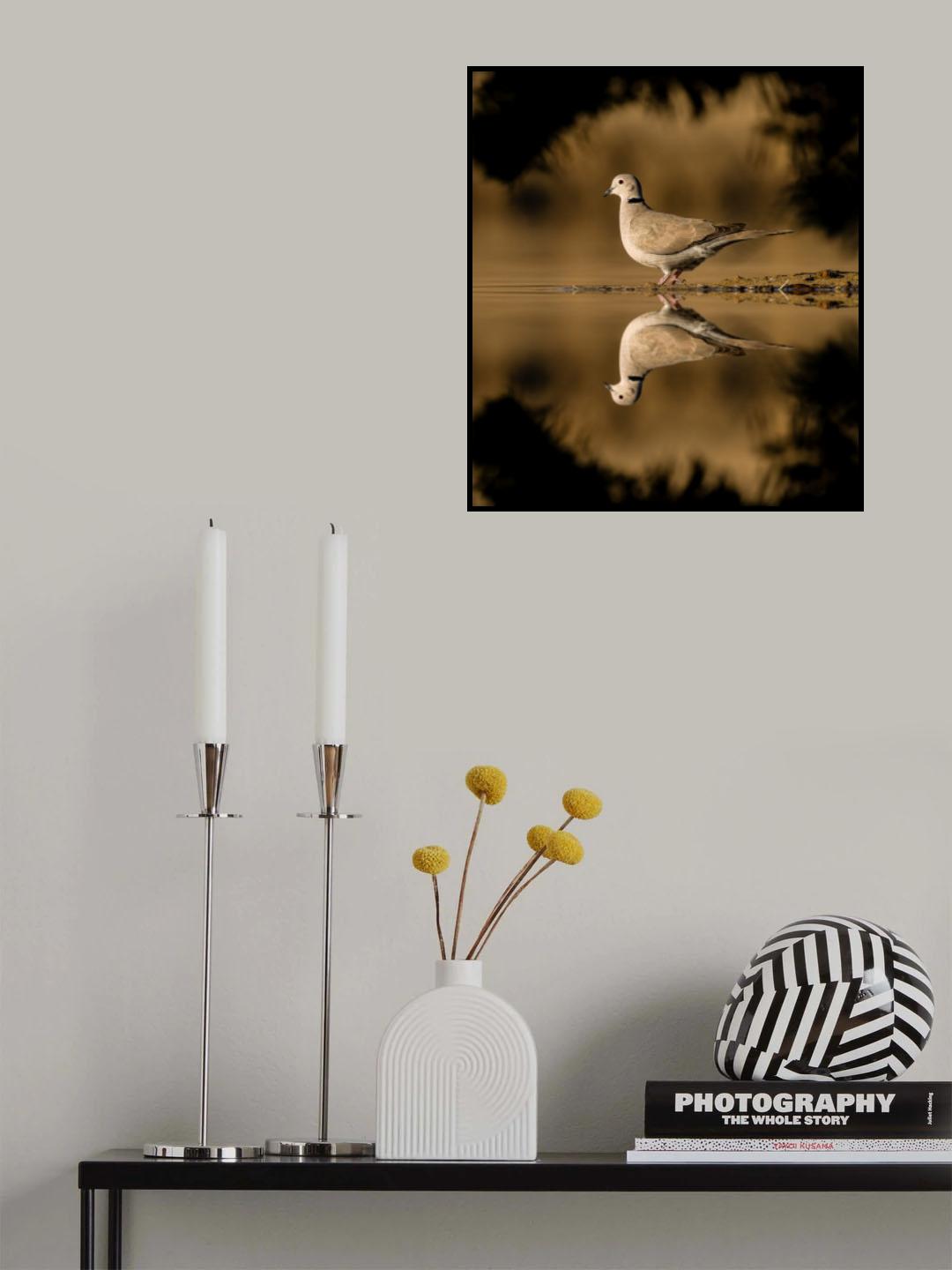 dove Poster och Canvastavla