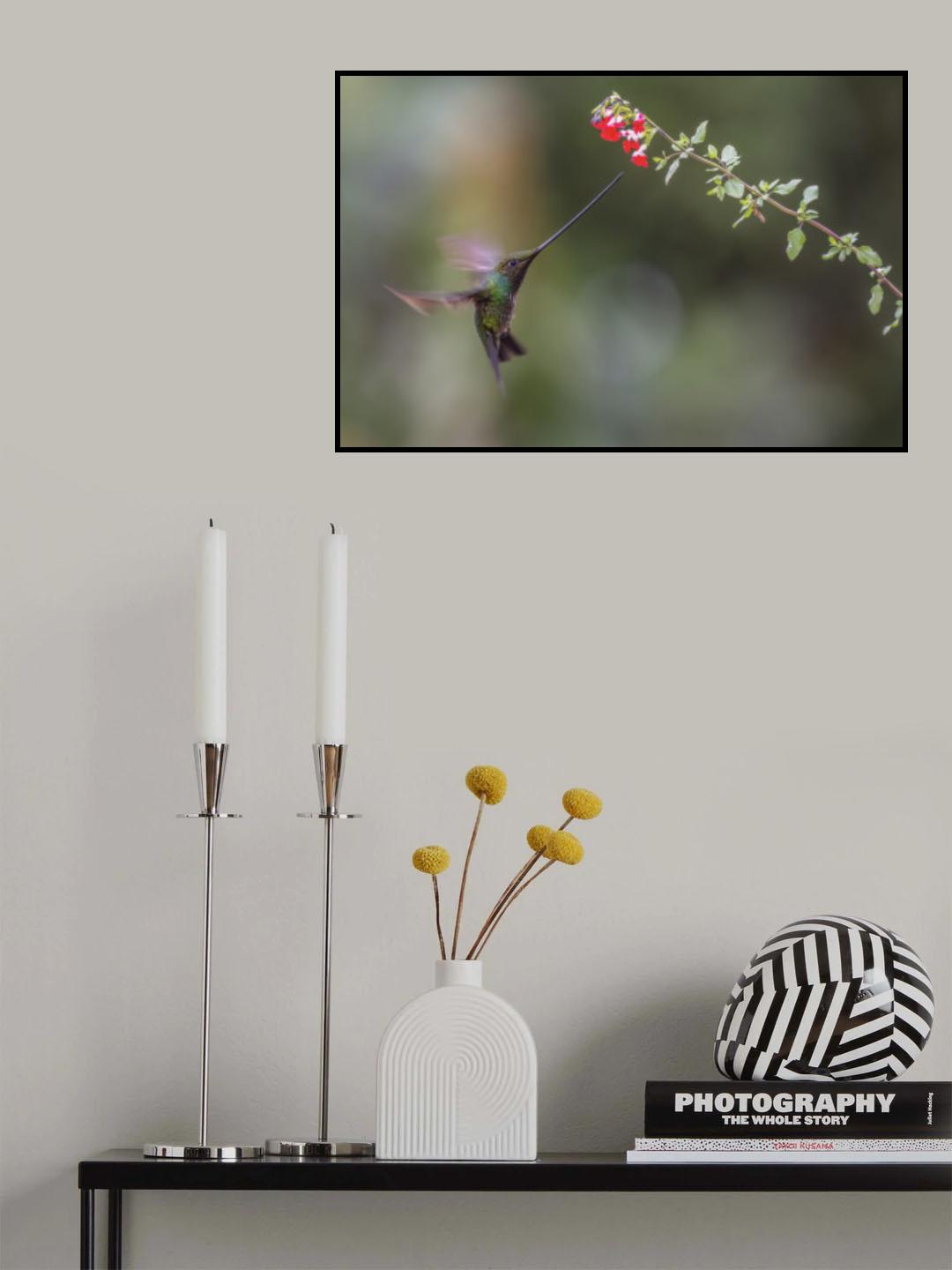 Sward_Billed Hummingbird Poster och Canvastavla