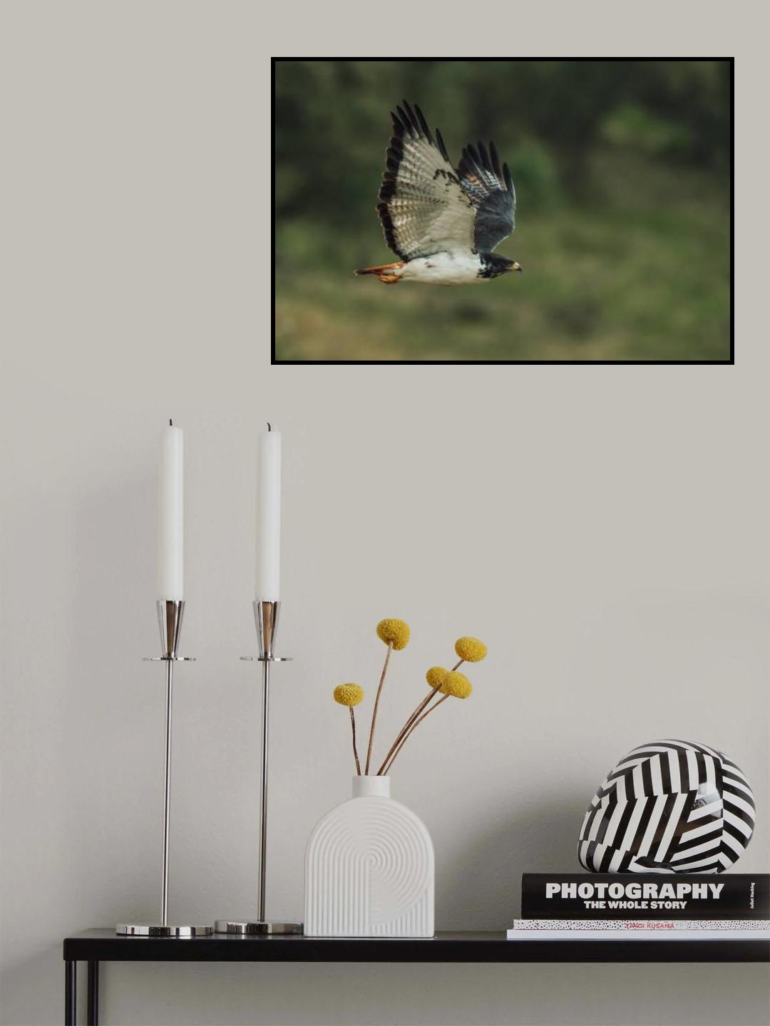 Augur buzzard Poster och Canvastavla