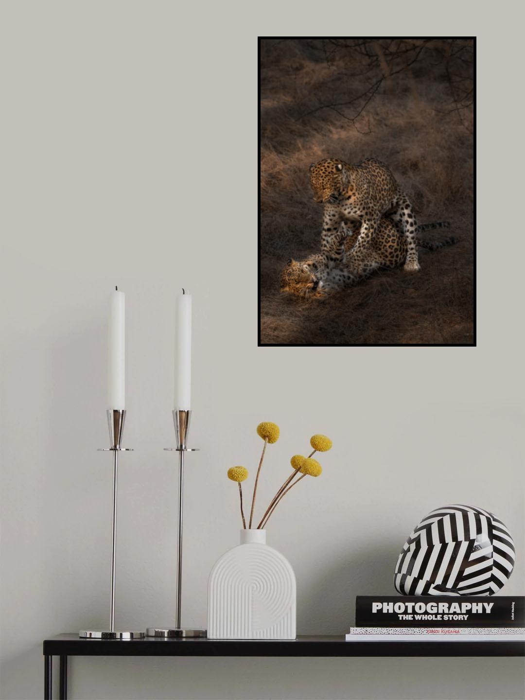 Leopard Mating Poster och Canvastavla
