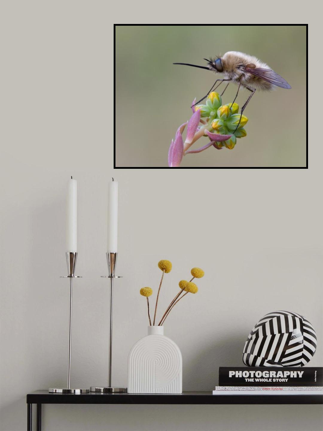 Bobylius Poster och Canvastavla