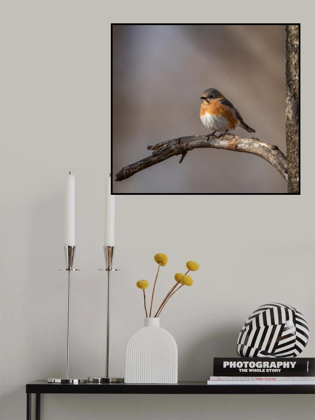 Eastern bluebird Poster och Canvastavla