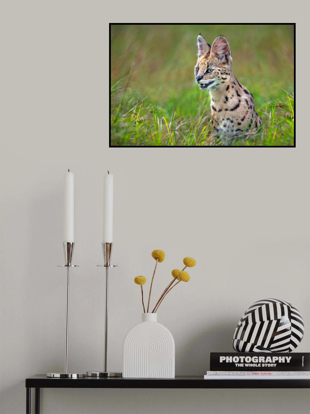 Serval Close Up Poster och Canvastavla