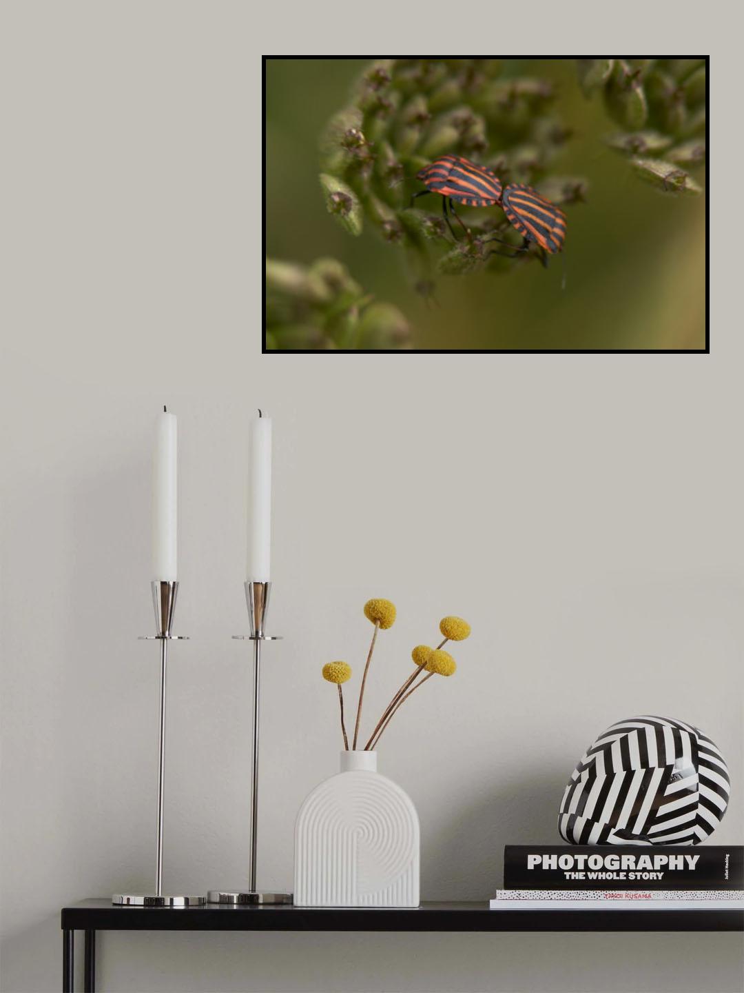 Graphosoma italicum Poster och Canvastavla