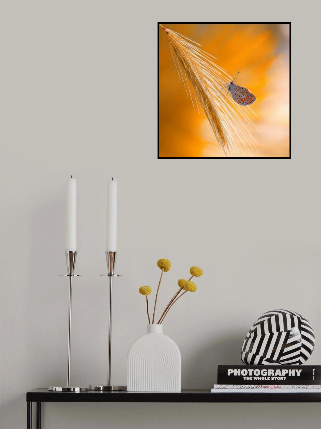 Under the sunlights of the tropics... Poster och Canvastavla