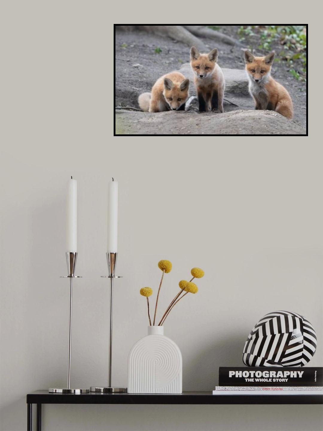 fox Poster och Canvastavla