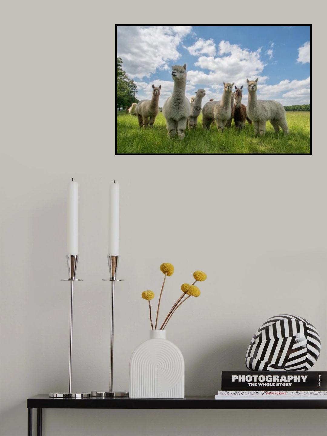 Send in the Alpaca's! Poster och Canvastavla