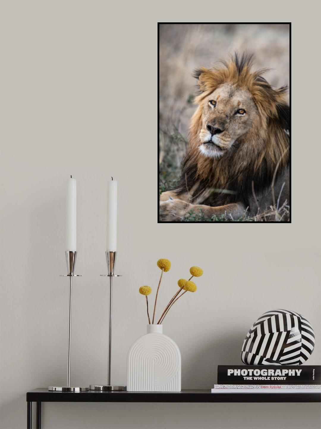 The Savanah King Poster och Canvastavla
