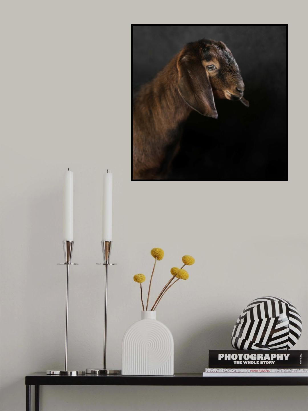 Kid goat Poster och Canvastavla