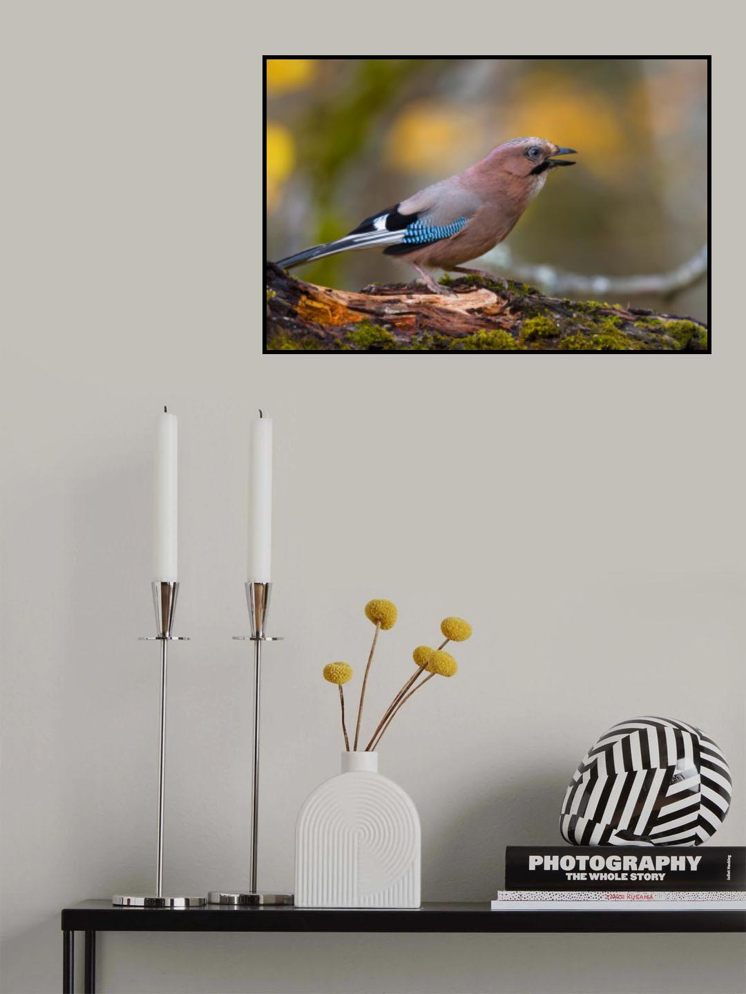 Eurasian jay Poster och Canvastavla