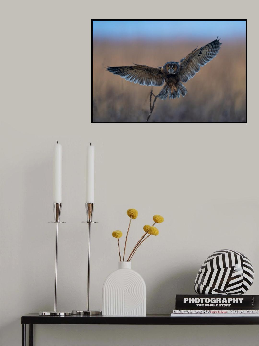 Long-eared owl Poster och Canvastavla