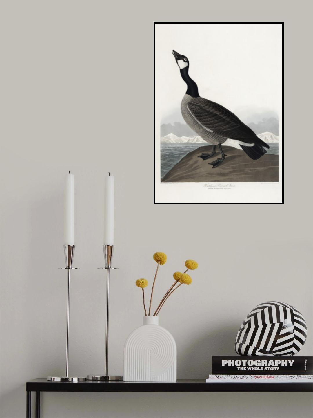 Hutchins's Barnacle Goose From Birds of America (1827) Poster och Canvastavla